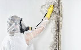 Asbestos and Lead Testing During Mold Inspection in Bee Ridge, FL